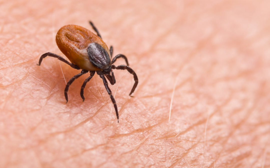 Animal and Insect Safety
