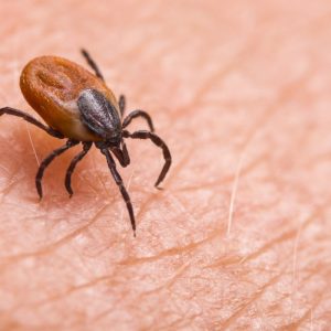animal and insect safety