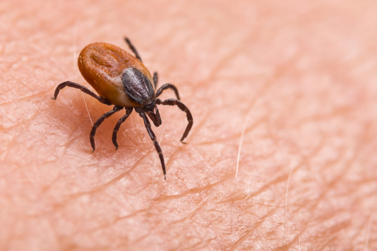animal and insect safety