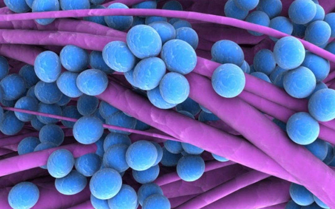 Staph Infection