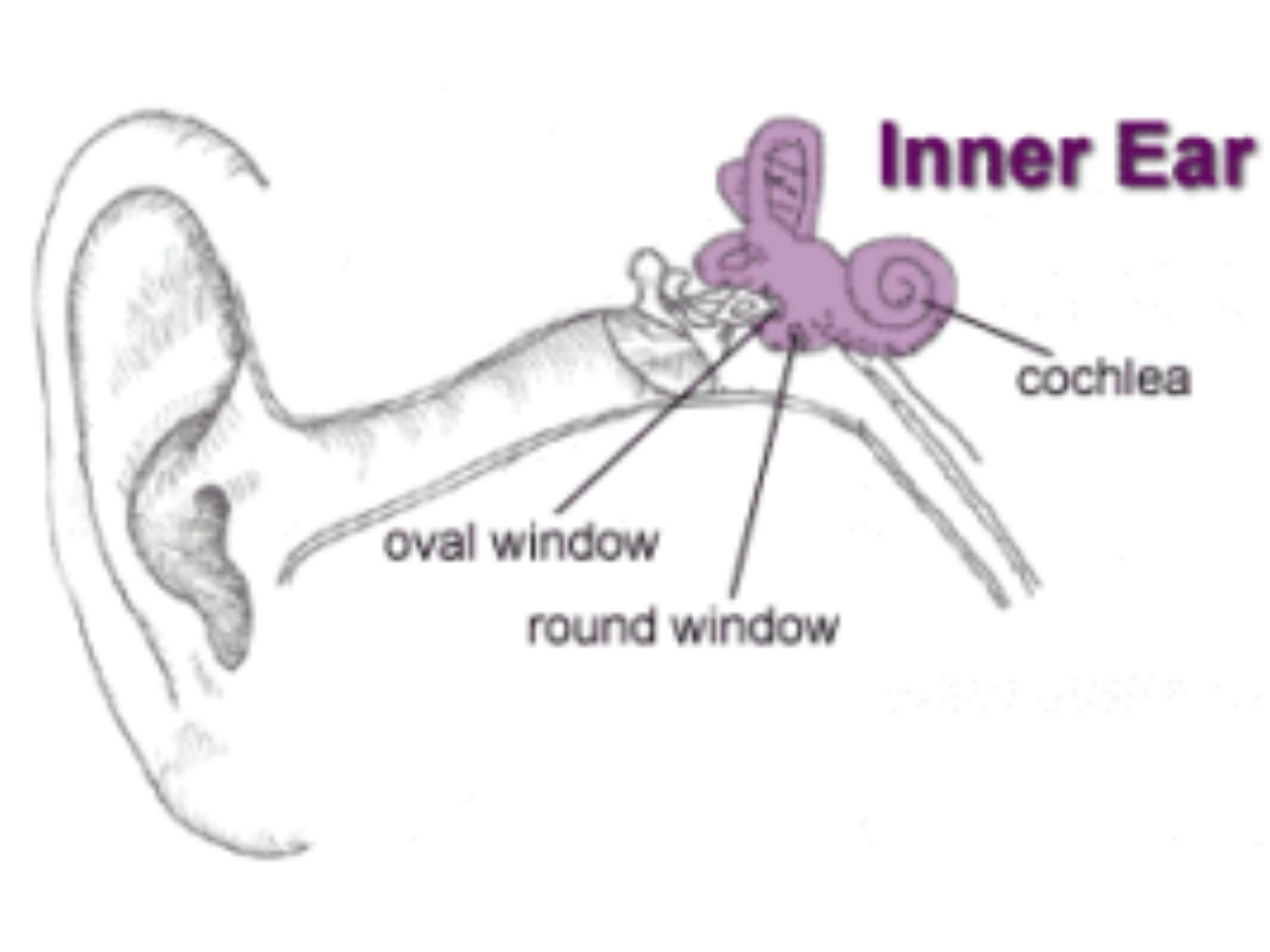 Inner Ear-2 structure of the ear in color