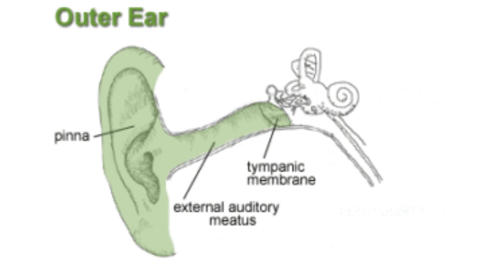Outer Ear outer ear image with descriptions